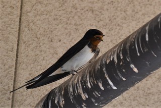 DSC_4828.JPG