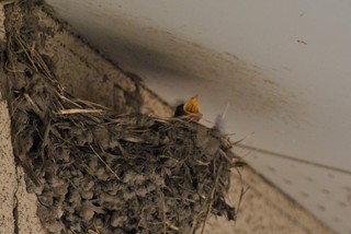 DSC_4827.JPG